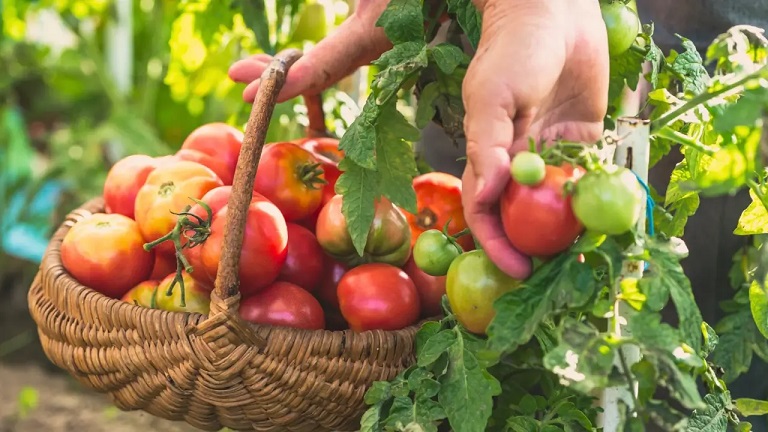 Harvesting Tomatoes