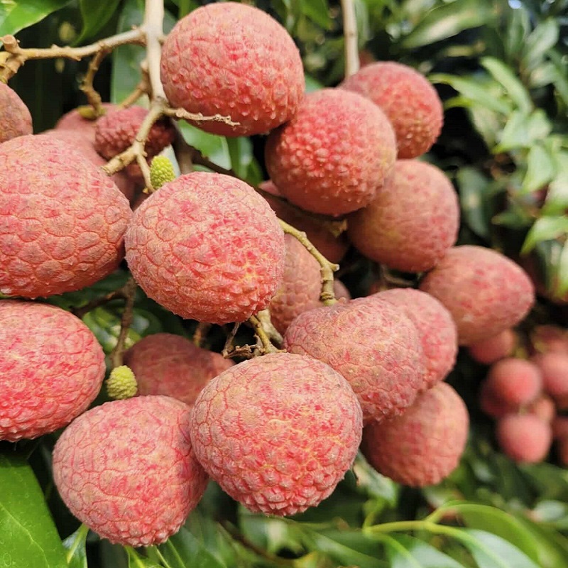 Dinajpur Litchi Cultivation