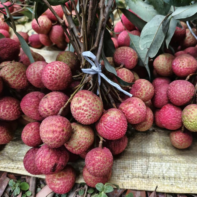 Dinajpur Litchi Cultivation