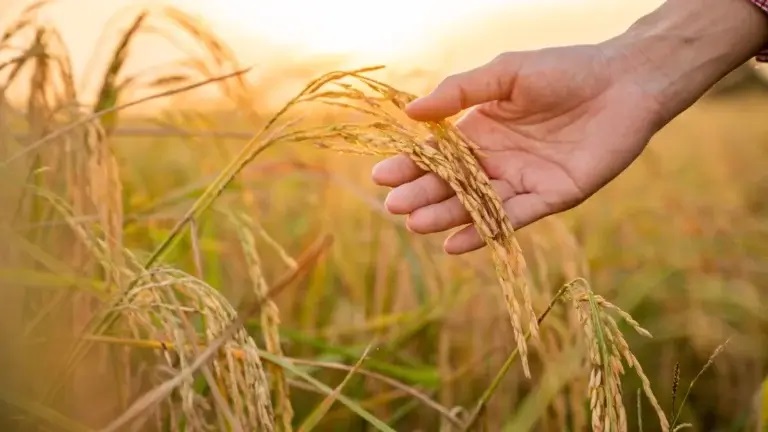 7 Climate-Resilient Crops to Grow This Year