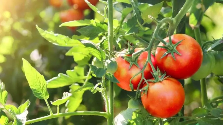 How to Dry Farm Tomatoes for Improved Taste