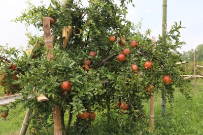 দিনাজপুরে আনারের বাণিজ্যিক চাষে ব্যাপক সাড়া | Dinajpur | Anar